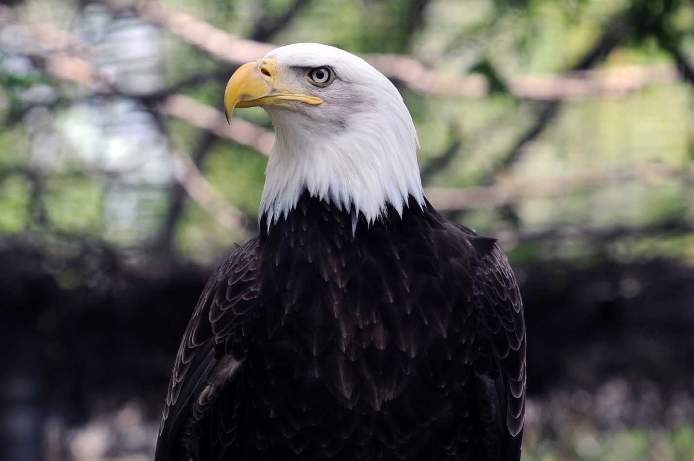 The Bald Eagles (Adopt-a-Critter)