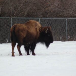 The Bison (Adopt-a-Critter)