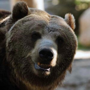 The Brown Bears (Adopt-a-Critter)