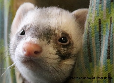 The Domestic Ferret