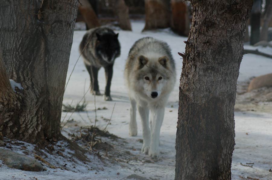 The Grey Wolves (Adopt-a-Critter)