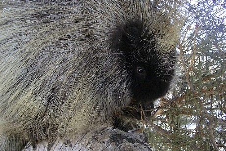 The Porcupine (Adopt-a-Critter)