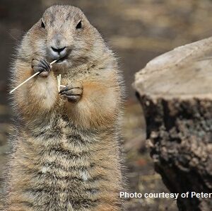 The Black-tailed Prairie Dogs