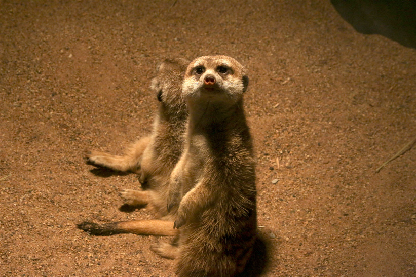 The Meerkat (Adopt-a-Critter)