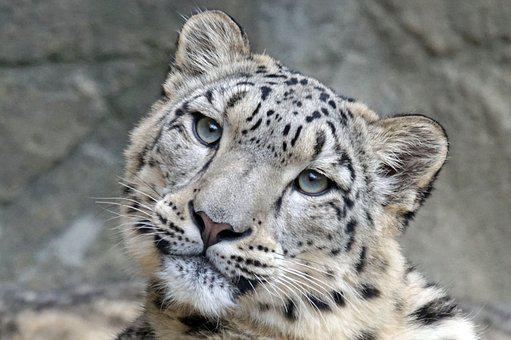Snow Leopard (Adopt-a-Critter)