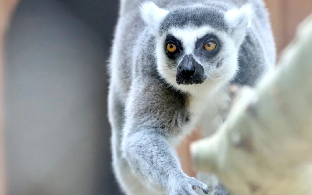 ZOOventure hero image