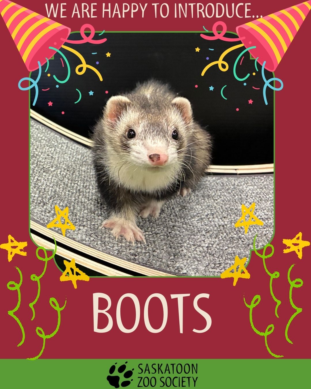 ferret name boots
